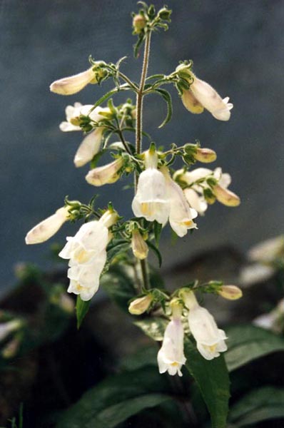 Penstemon hirsutus var pygmaeus en fleurs dans une prairie sèche d'Amérique du Nord